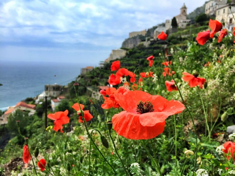 Caminata por la costa de Amalfi etapa 3 amapolas rojas y la costa de Amalfi al fondo