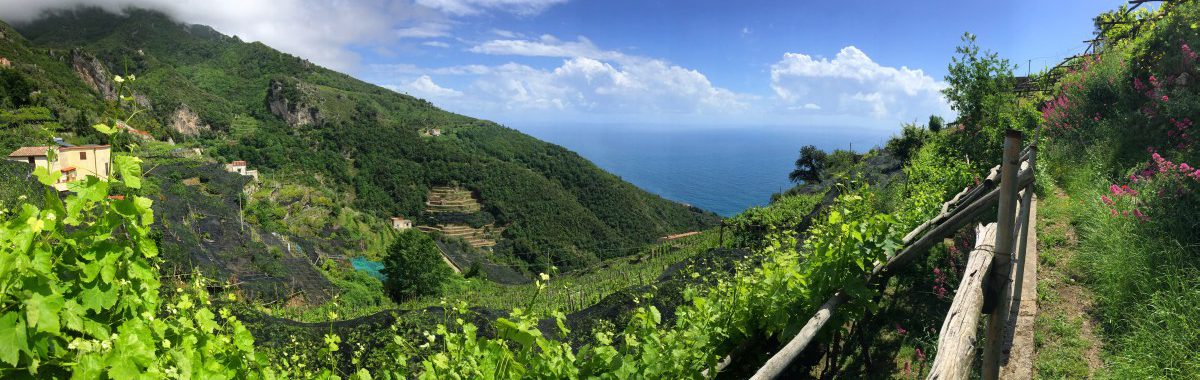 Trilha de caminhada de Amalfi, etapa 1 A trilha de caminhada passa por vinhedos com vista para o mar