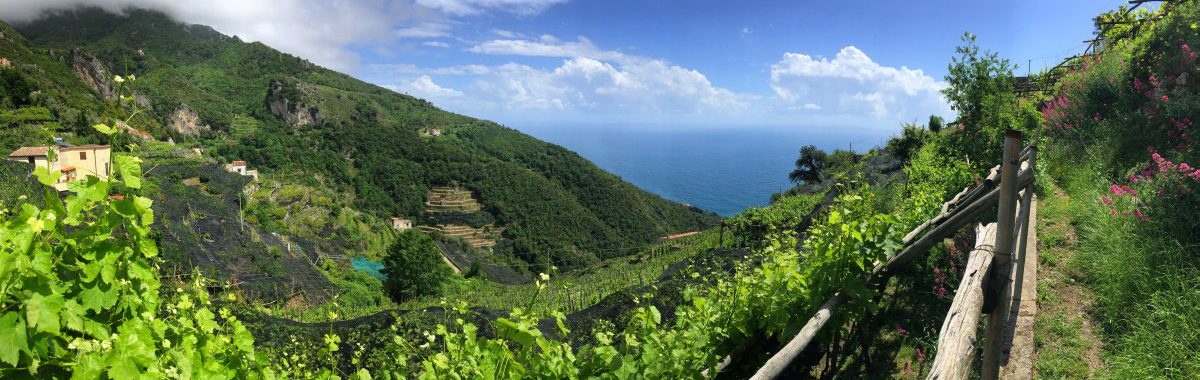 Amalfiwanderweg Etappe 1 Der Wanderweg führt an Weinbergen vorbei mit Blick aufs Meer